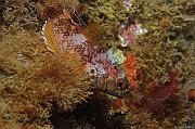 Tripterygion-delaisi-Belle ile Pointe de Kerzo-5m-20160704-Denis-ADER-DSC_8647_tn